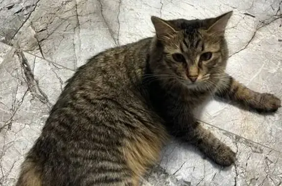Пропала кошка, ул. Строкина, Нижний Новгород