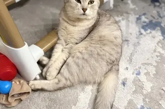 Пропала кошка, Солнечный бульвар 19