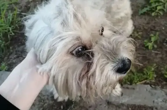 Найдена собака, ул. Суворова 14, Архангельск