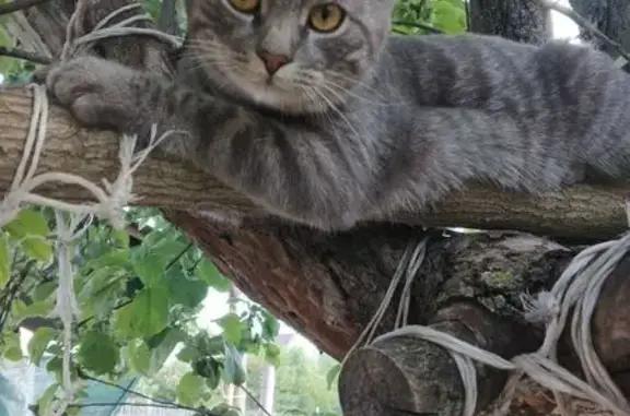 Пропала кошка, Уварово, Тамбовская обл.