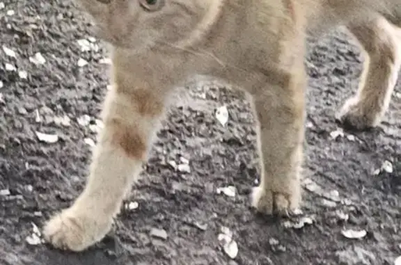 Кошки потеряшки, Челябинск, фото: Потеряшка кошка, ул. 3 Интернационала, 38