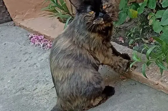 Кошки потеряшки, Лиски, фото: Потеряшка кошка, Транспортная ул., 2, Лиски