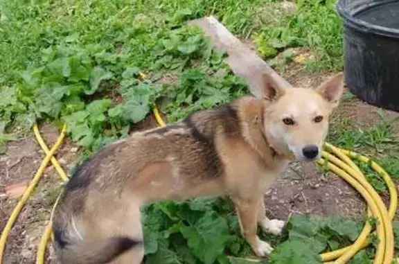 Собака найдена в Старокульево, Башкортостан