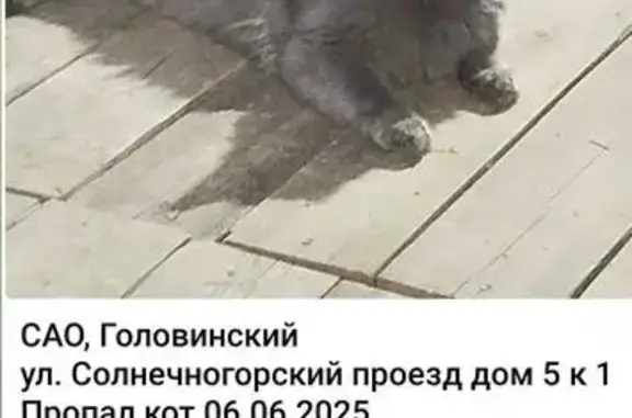 Пропала кошка, Солнечногорский пр-д, 5 к1