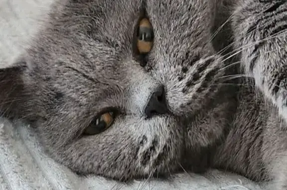 Пропала кошка, ул. Большие Полянки 23к4