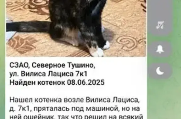 Найденные животные Москва, фото: Трехцветный котенок найден, Лациса 7к1