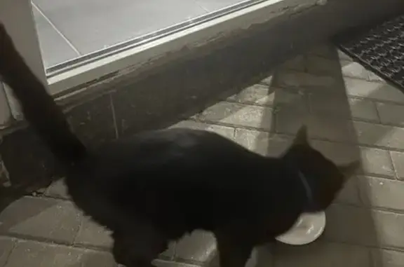 Кошка у подъезда, Журавлёва 30/55, Ростов