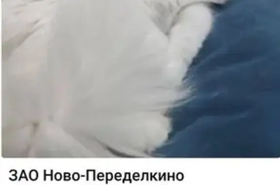 Пропала глухая кошка, Новопеределкинская