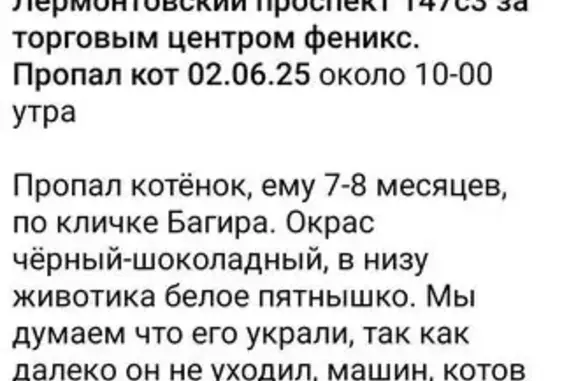 Пропала кошка, Лермонтовский пр., Москва