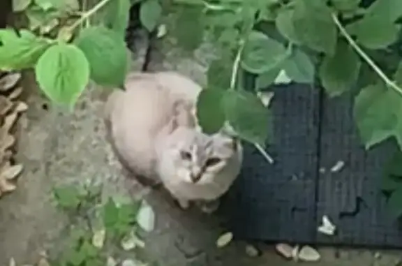 Кошка найдена на Угловой, 11, Калининград