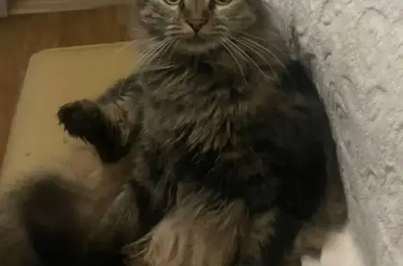 Кошки потеряшки, Восточное, фото: Потеряшка кошка, Союзная ул., 3, Восточное