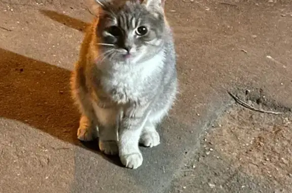 Найдена кошка, ул. Кубинка, 12 к2, Москва