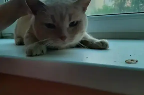 Найдена кошка, Екатерининская 184, Пермь