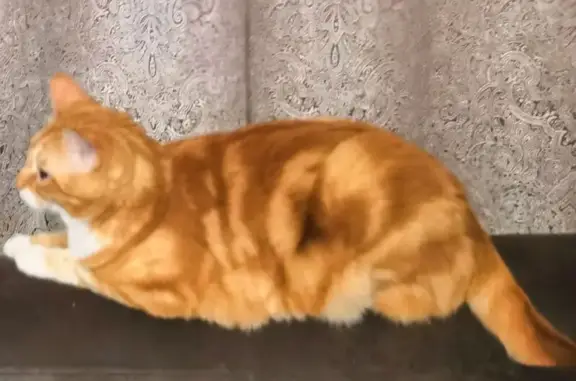 Кошки потеряшки, Хабаровск, фото: Потеряшка рыжая кошка, Старославянский 4