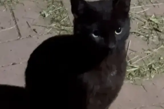 Котик найден в Горках Ленинских, МО