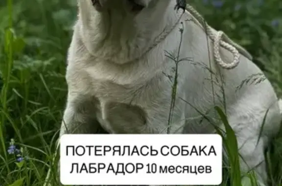Пропал щенок лабрадора, Томск