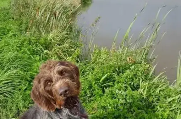 Пропала собака, Восточная ул., Крутиха