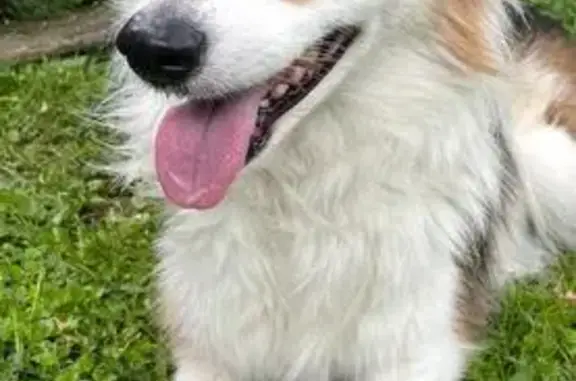 Найдена собака, Набережная ул, 6, Ногинск