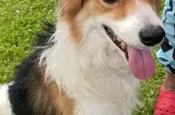 Найдена собака, Набережная ул. 6, Ногинск