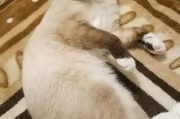 Кошки потеряшки, Курган, фото: Потеряшка кошка, Половинская 8, Курган