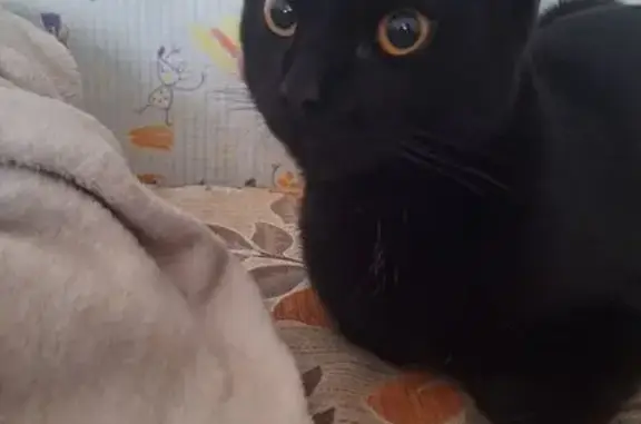 Найденные животные Томск, фото: Найдена кошка, ул. Кулагина 27, Томск