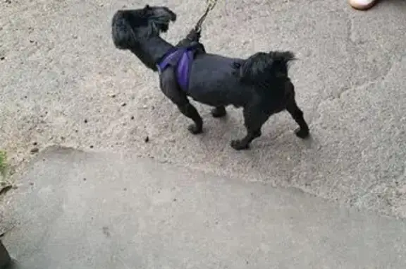 Найдена собака, Москва, фото: Найдена собака, ул. Д. Бедного, 4 к1