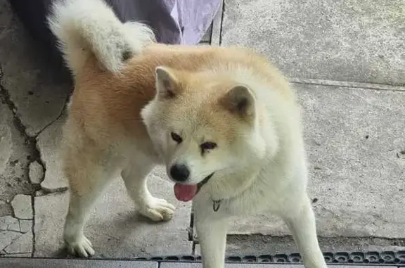 Найдена собака, Владивосток, фото: Собака найдена: 2-я Шоссейная, 19, Владивосток