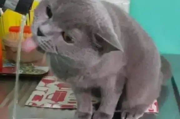 Пропала кошка, Вокзальная дамба, 1