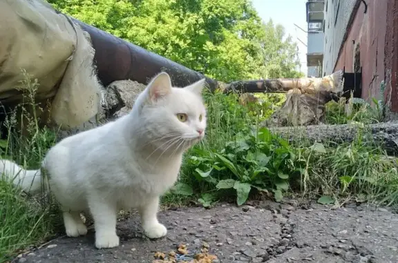 Кошка найдена: Георгия Исакова...