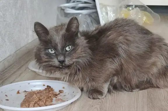 Кошка найдена на Егорьевском шоссе