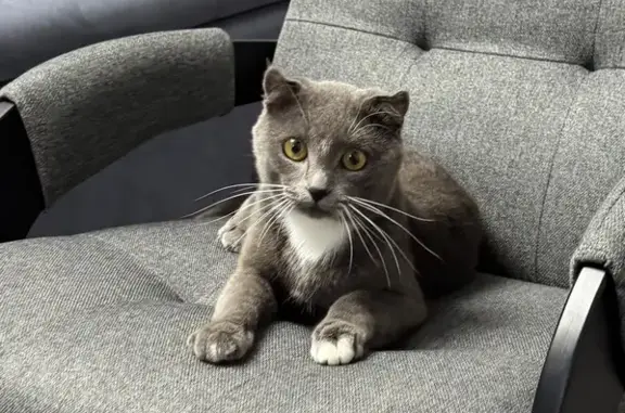 Кошки потеряшки, Саратов, фото: Потеряшка кошка, Динамовский пр., 3, Саратов