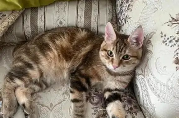 Пропала кошка, Парковая ул. 20, с. Толстого