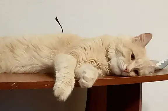 Кошки потеряшки, Верхняя Тура, фото: Потеряшка кошка, ул. Гробова, 6, Верхняя Тура