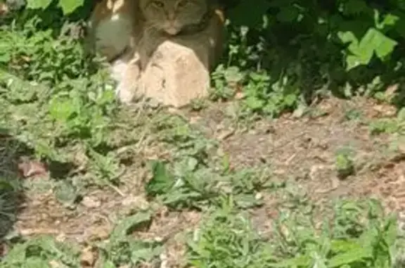 Кошка найдена: ул. Металлургов...