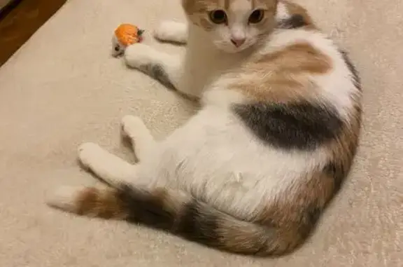 Кошки потеряшки, Тула, фото: Потеряшка кошка, Тула, Новомосковская 27