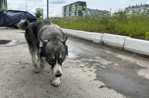 Хаски у д/сада 