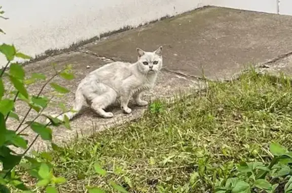 Найдена кошка, ул. Дементьева,...