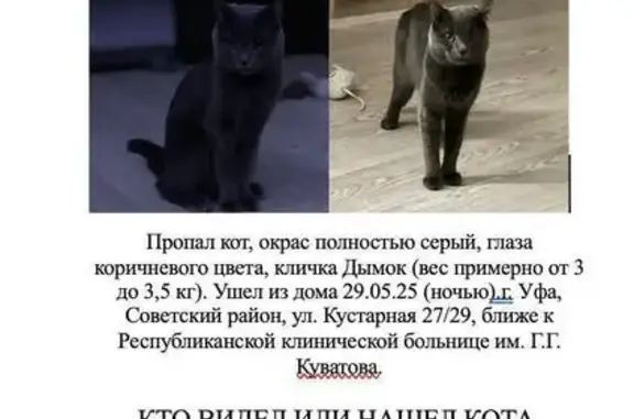 Пропала серая кошка, Уфа, Башкортостан