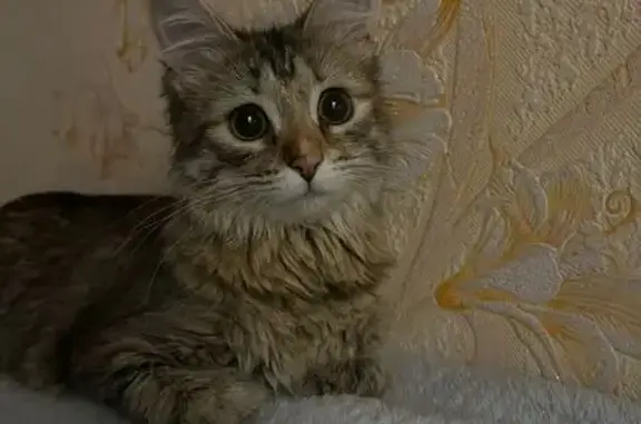 Кошка найдена: Ген. Кашубы, 1,...