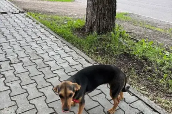 Собака найдена: Рёлочный пер.,...