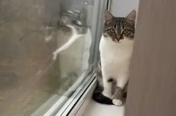 Пропала кошка, ул. Олега Кошевого, 9 к1
