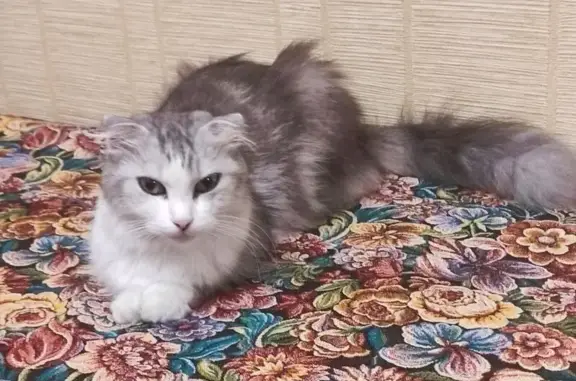 Найдена кошка на ул. Огарёва,...