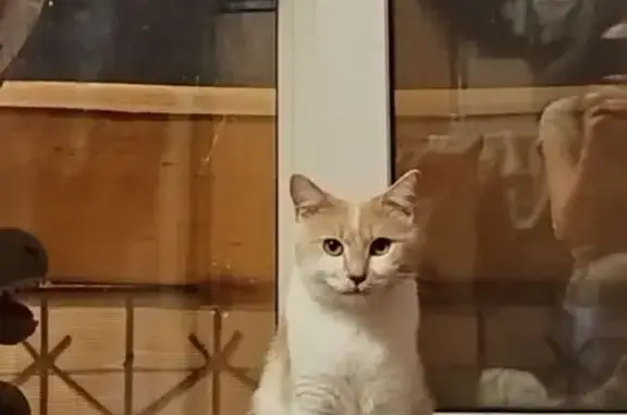 Пропала кошка, Невская ул., Павлово