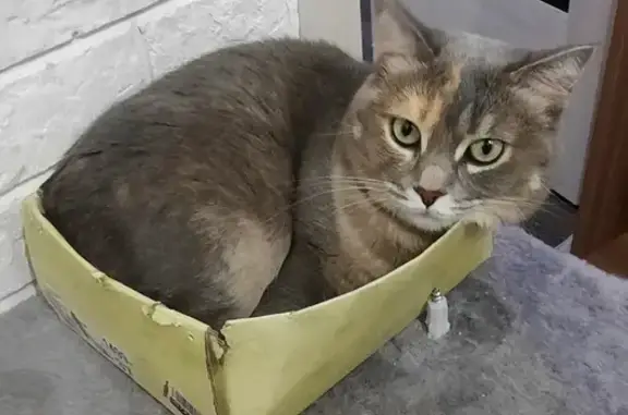 Кошки потеряшки, Карпинск, фото: Потеряшка кошка, Луначарского 128А, Карпинск