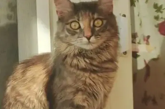 Кошки потеряшки, Волгодонск, фото: Потеряшка кошка, Морская ул. 66А, Волгодонск