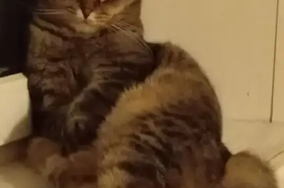 Потерянные животные Оренбург, фото: Пропала кошка, Ворошилова 6, Оренбург