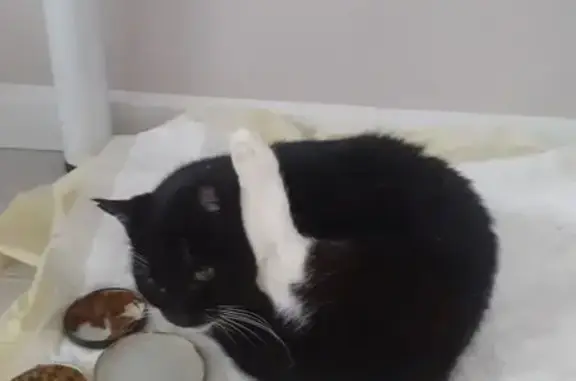 Найденные животные Петрозаводск, фото: Чёрная кошка найдена на ул. Корабелов