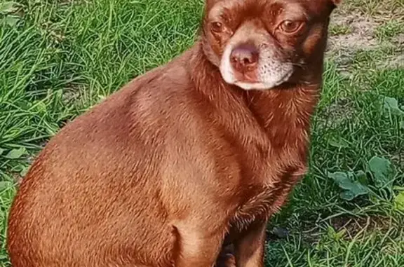 Собаки потеряшки, Петровское, фото: Потеряшка собака, Сортавала, Петровское