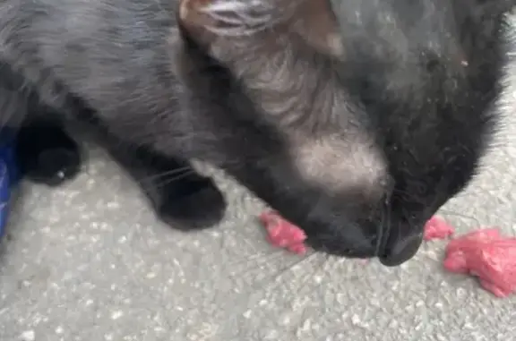 Найдена кошка, Нижний Новгород