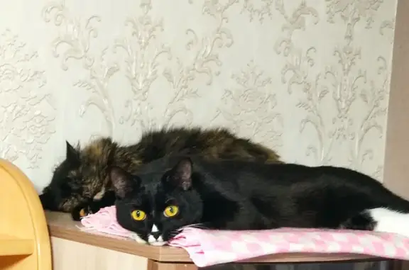 Пропала кошка, ул. Калинина, 29Б